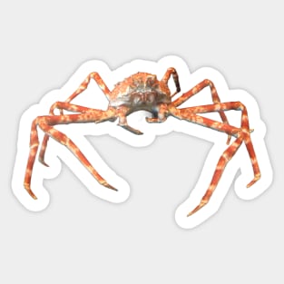 Photo of a Japanese Spider Crab Sticker